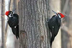 Pileatus: Pileated Woodpecker