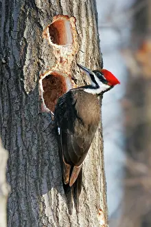Pileatus: Pileated Woodpecker