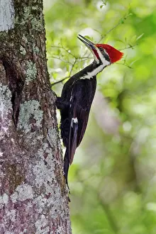 Pileatus: Pileated Woodpecker