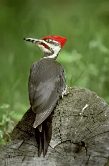Pileatus: Pileated Woodpecker