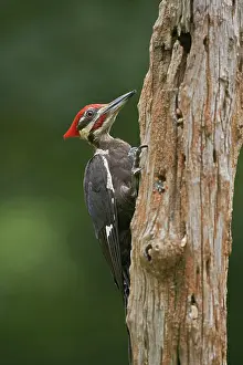 Pileatus: Pileated Woodpecker