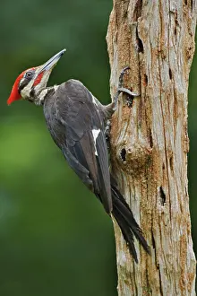 Pileatus: Pileated Woodpecker