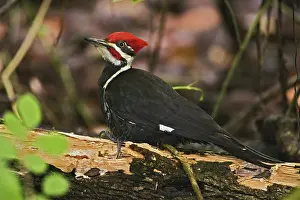 Naples: Pileated Woodpecker