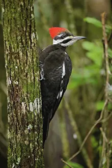 Naples: Pileated Woodpecker