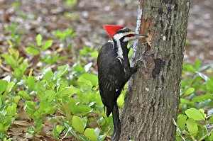 Snag: Pileated Woodpecker