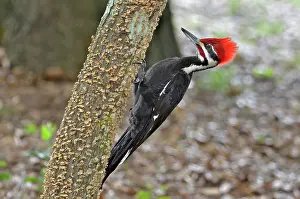 Snag: Pileated Woodpecker