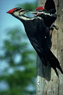 Pileatus: Pileated woodpecker