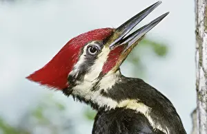Pileatus: Pileated Woodpecker