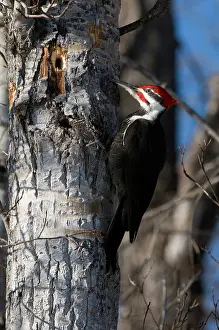 Chordate: Pileated Woodpecker