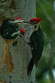 Pileatus: Pileated Woodpecker adult feeding young