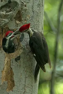 Pileatus: Pileated Woodpecker adult feeding young