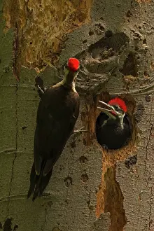 Pileatus: Pileated Woodpecker adult and young at nest
