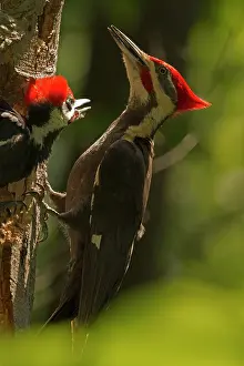 Pileatus: Pileated Woodpecker adult and young at nest