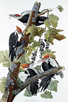 Engraving: Pileated Woodpecker by Audubon