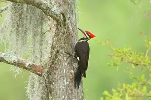 Pileatus: Pileated Woodpecker - On bald cypress tree in southern swamp