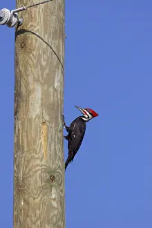 Pileatus: Pileated Woodpecker - causing damage to utility pole