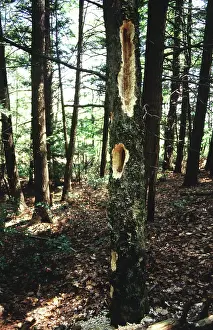 Cavities: Pileated Woodpecker feeding cavities