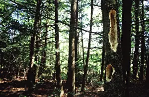 Cavities: Pileated Woodpecker feeding cavities