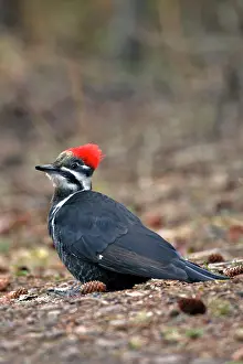 Pileatus: Pileated Woodpecker on forest ground