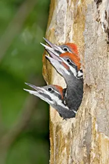 Pileatus: Pileated Woodpecker nest and young