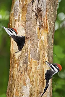 Pileatus: Pileated Woodpecker nest and young