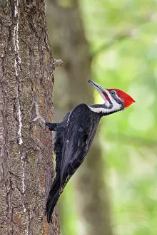 Pileatus: Pileated Woodpecker - pale adult foraging in a northeast for