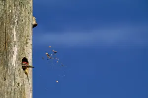 Pileatus: Pileated WOODPECKER - pecking at hole in tree