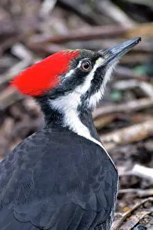 Pileatus: Pileated Woodpecker portrait, closeup