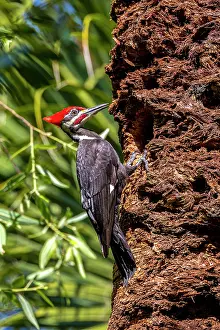 Palm: Pileated woodpecker tending to nest cavity in a