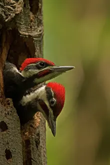 Picus: Pileated Woodpecker young at nest (formerly Picus pileatus)