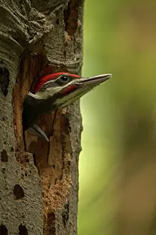 Picus: Pileated Woodpecker young at nest (formerly Picus pileatus)