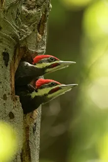 Picus: Pileated Woodpecker young at nest (formerly Picus pileatus)