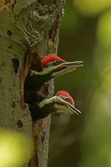 Picus: Pileated Woodpecker young at nest (formerly Picus pileatus)