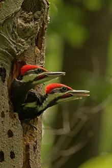 Picus: Pileated Woodpecker young at nest (formerly Picus pileatus)
