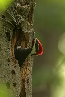 Picus: Pileated Woodpecker young at nest (formerly Picus pileatus)