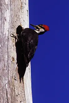 Pileatus: Pileated Woodpeckers