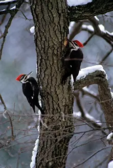 Pileatus: Pileated Woodpeckers