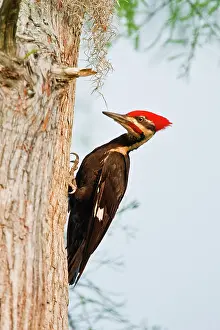Harrison: Piliated Woodpecker (Dryocopus pileatus)
