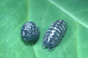Lice: Pill Bug