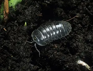 Vulgare: Pill bug