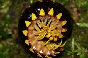 Myriapod: Pill Millepede