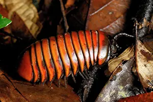 Millipedes: Pill Millipede