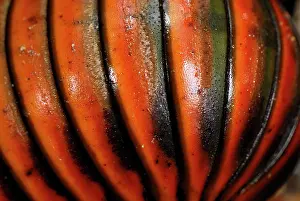 Millipedes: Pill Millipede