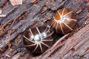 Marginata: Pill Millipede