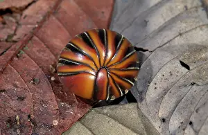Millipedes: Pill Millipede - Borneo