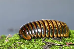 Humidity: Pill Millipede crawling over moss. Emerge from