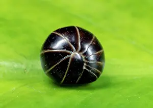 Marginata: Pill MILLIPEDE - curled up