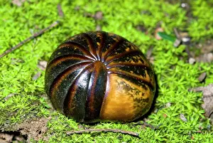 Humidity: Pill Millipede rolled up in self defence. Emerge