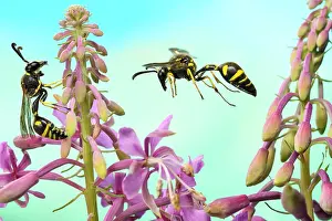 Potter: Pill wasp (Eumenes pedunculatus) on the flower of