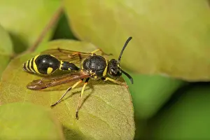 Apocrita: Pill wasp (Eumenes pomiformis) on a leaf, Baden-Warttemberg